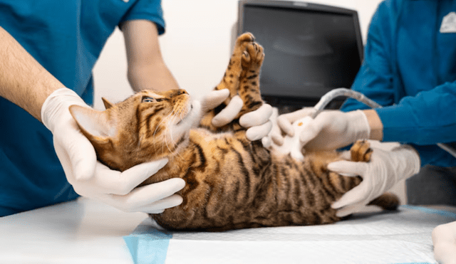 Kenza ha presentado una denuncia contra la clínica por daño moral y negligencia, destacando la necesidad de revisar protocolos de atención veterinaria. Foto: Freepik Kenza ha presentado una denuncia contra la clínica por daño moral y negligencia, destacando la necesidad de revisar protocolos de atención veterinaria. Foto: Freepik