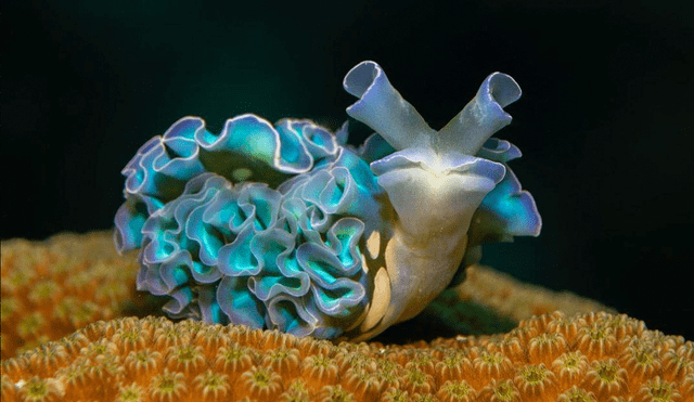 La babosa lechuga tiene un sistema digestivo que le permite usar partes de otros seres vivos a su favor. Foto: Martin Nobs La babosa lechuga tiene un sistema digestivo que le permite usar partes de otros seres vivos a su favor. Foto: Martin Nobs
