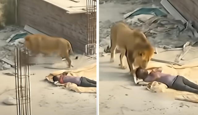 ¿Real? Impactante video en TikTok muestra leones junto a obreros. Foto: composició LR/ TikTok ¿Real? Impactante video en TikTok muestra leones junto a obreros. Foto: composició LR/ TikTok