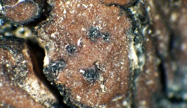 El liquen Clavascidium lacinulatum ha demostrado su resistencia a niveles altos de radiación UV. Foto: Italic 8.0 El liquen Clavascidium lacinulatum ha demostrado su resistencia a niveles altos de radiación UV. Foto: Italic 8.0