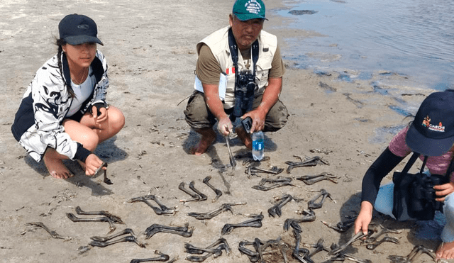 Animalistas dicen que desconocidos sacrificaron a más de 300 crias de flamencos Animalistas dicen que desconocidos sacrificaron a más de 300 crias de flamencos