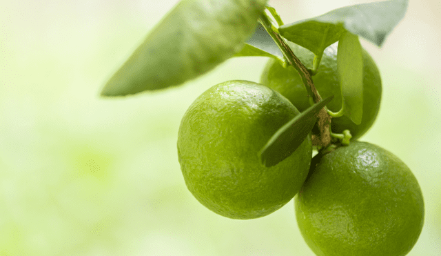 Las hojas de limón son antiinflamatorios, antimicrobianos y sedantes. Foto: Composición LR Las hojas de limón son antiinflamatorios, antimicrobianos y sedantes. Foto: Composición LR