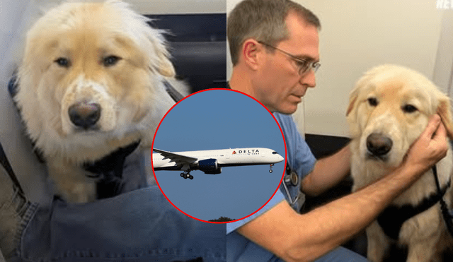 El perrito, que viajaba en la cabina de los pasajeros del Delta Airlines, comenzó a mostrar graves síntomas de descompensación. El perrito, que viajaba en la cabina de los pasajeros del Delta Airlines, comenzó a mostrar graves síntomas de descompensación.