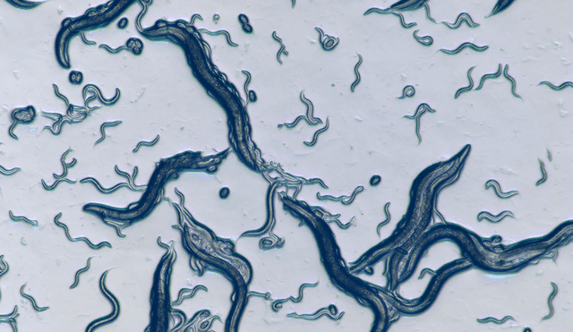 La especie Caenorhabditis elegans fue sometida a ayuno y tuvieron un aspecto rejuvenecido tras ser alimentados. Foto: Leica La especie Caenorhabditis elegans fue sometida a ayuno y tuvieron un aspecto rejuvenecido tras ser alimentados. Foto: Leica