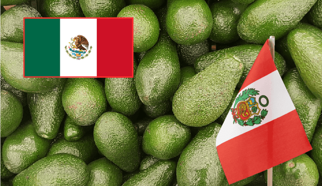 Perú se encuentra ubicado como el segundo mayor exportador de palta del mundo. Perú se encuentra ubicado como el segundo mayor exportador de palta del mundo.