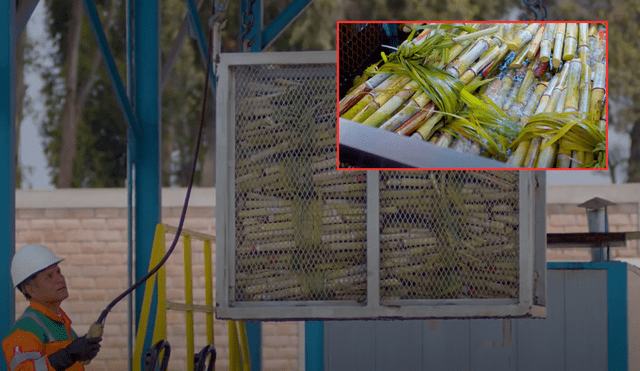 La producción de etanol en Perú avanza con más de 20.000 hectáreas de caña de azúcar. Foto: composición/Perú Caña La producción de etanol en Perú avanza con más de 20.000 hectáreas de caña de azúcar. Foto: composición/Perú Caña