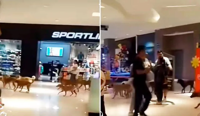 Las mascotas ingresaron al centro comercial sin ningún problema y pasearon con un cliente más. Las mascotas ingresaron al centro comercial sin ningún problema y pasearon con un cliente más.