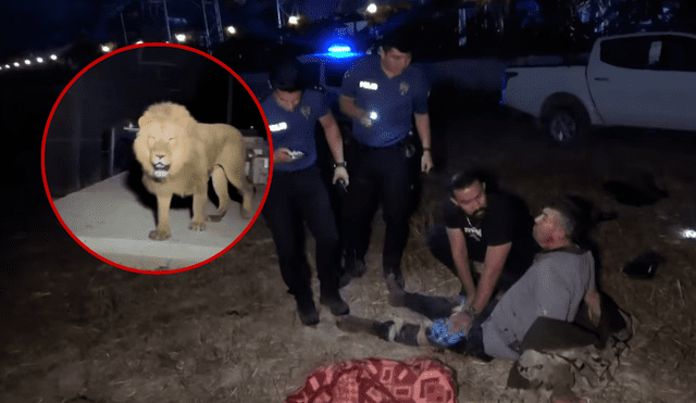 Zeus, el león, fue abatido cerca de un canal tras horas de búsqueda policial en Turquía. Foto: iHA Zeus, el león, fue abatido cerca de un canal tras horas de búsqueda policial en Turquía. Foto: iHA