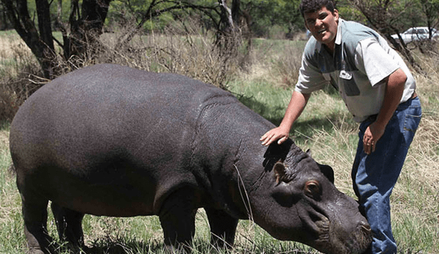 Marius Els murió tras ser atacado por su hipopótamo Humphrey en 2011. Marius Els murió tras ser atacado por su hipopótamo Humphrey en 2011.