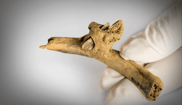 Una flecha de sílex incrustada en una costilla humana, localizada en el yacimiento del Roc de les Orenetes en Girona. Foto: IPHES-CERCA