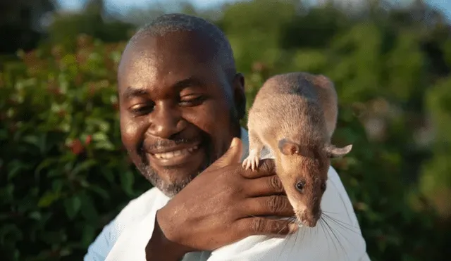 Apoyada por la ONG APOPO, Carolina fue homenajeada tras retirarse. Vive en un espacio acondicionado donde pasará sus últimos años. Foto: HeroRats Apoyada por la ONG APOPO, Carolina fue homenajeada tras retirarse. Vive en un espacio acondicionado donde pasará sus últimos años. Foto: HeroRats