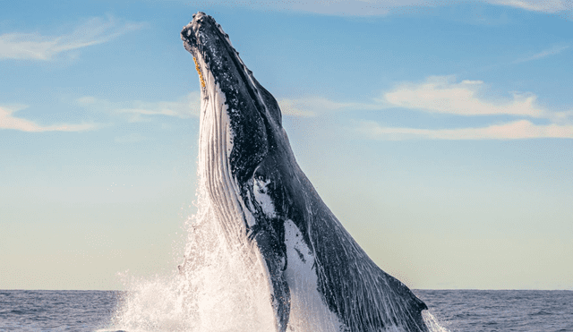 Ballenas jorobadas podrán ser vistas en Piura y Tumbes entre los meses de julio y octubre. Ballenas jorobadas podrán ser vistas en Piura y Tumbes entre los meses de julio y octubre.