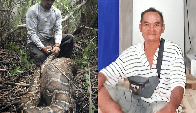 Vecinos hallaron la pitón con el cuerpo tras notar su abdomen inflamado. Foto: Red Uno Vecinos hallaron la pitón con el cuerpo tras notar su abdomen inflamado. Foto: Red Uno