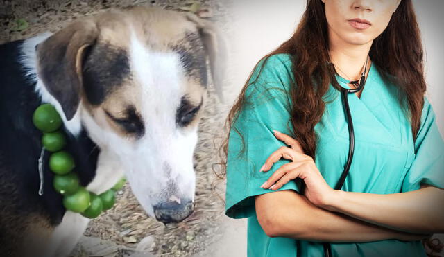 Muchos creen que un collar de limones ayuda a mejorar los malestares de nuestras mascotas, lo que puede tener graves consecuencias según la veterinaria Vanessa Angulo. Foto: Composición LR Muchos creen que un collar de limones ayuda a mejorar los malestares de nuestras mascotas, lo que puede tener graves consecuencias según la veterinaria Vanessa Angulo. Foto: Composición LR