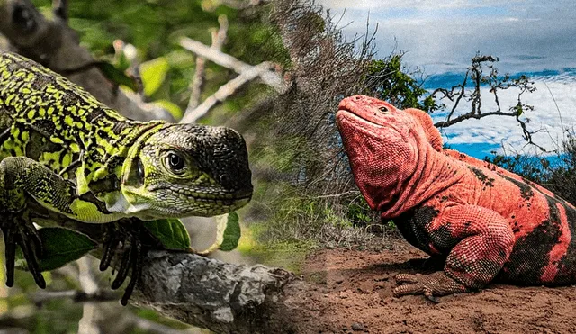 Descubren dos crías de iguana rosada en Galápagos, símbolo vivo de esperanza.