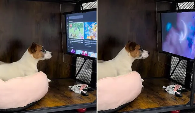 "Cuando tienes tele pero no responsabilidades", reaccionaron usuarios sobre clip viral en TikTok "Cuando tienes tele pero no responsabilidades", reaccionaron usuarios sobre clip viral en TikTok