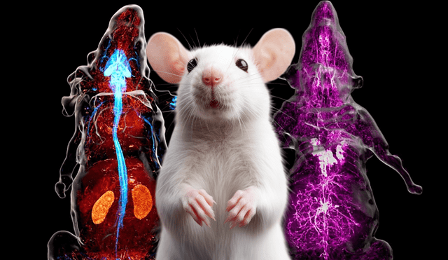 Científicos mapearon con alta precisión todo el sistema nervioso periférico de un ratón. Foto: composición LR / Cell / Freepik Científicos mapearon con alta precisión todo el sistema nervioso periférico de un ratón. Foto: composición LR / Cell / Freepik