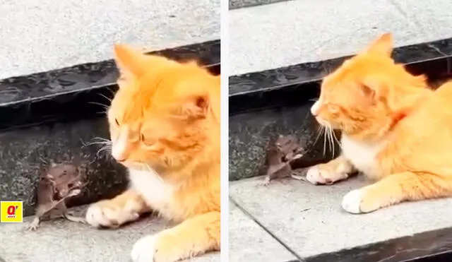 Un video de TikTok sorprendió a los usuarios al mostrar una escena real entre un gato y un ratón, reminiscentes de las aventuras de "Tom y Jerry". Un video de TikTok sorprendió a los usuarios al mostrar una escena real entre un gato y un ratón, reminiscentes de las aventuras de "Tom y Jerry".