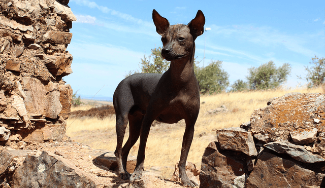 Nuevos hallazgos revelan como se introdujo el perro a Sudamérica y su relación con los humanos. Foto: Kantu Nuevos hallazgos revelan como se introdujo el perro a Sudamérica y su relación con los humanos. Foto: Kantu