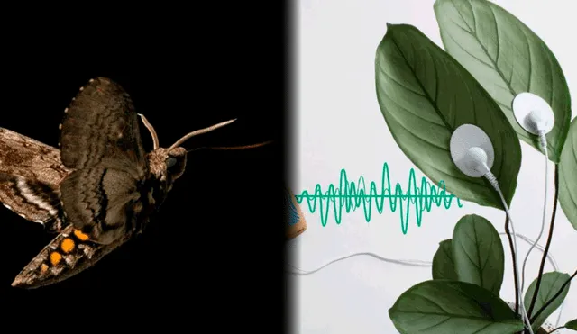 Polillas evitan plantas enfermas al oír sus sonidos, según estudio pionero Polillas evitan plantas enfermas al oír sus sonidos, según estudio pionero