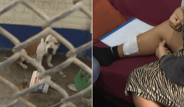 El presunto dueño del pitbull, quien señaló no tenerlo como mascota, no se ha hecho responsable de los gastos. El presunto dueño del pitbull, quien señaló no tenerlo como mascota, no se ha hecho responsable de los gastos.