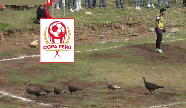 La aparición de pavos en pleno partido de la Copa Perú causó gran revuelo, generando numerosas risas entre los cibernautas que no tardaron en comentar sobre el insólito incidente.