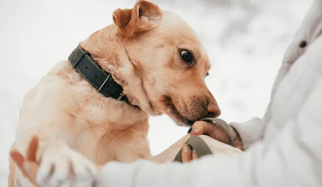 Unos perros entrenados identificaron el Parkinson en muestras de piel durante un experimento. Foto: IStock