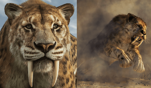 Científicos de UNICAMP señalan el verdadero motivo de la extinción del tigre diente de sable.