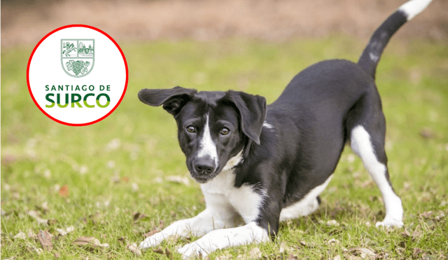 Municipalidad de Santiago de Surco denuncia a presunto autor de envenenamiento de perros