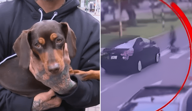 Perrita Salchicha huyó tras el accidente que ocurrió en la Av. Roca y Boloña. Foto: Composición LR/ATV Noticias Perrita Salchicha huyó tras el accidente que ocurrió en la Av. Roca y Boloña. Foto: Composición LR/ATV Noticias