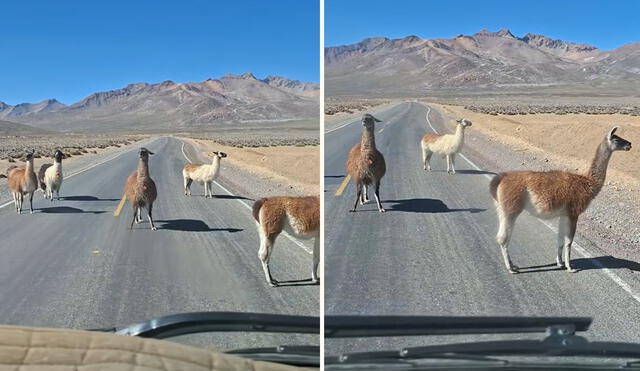 “Cobran peaje con alfalfa”, bromearon usuarios sobre clip viral en TikTok grabado en Arequipa. “Cobran peaje con alfalfa”, bromearon usuarios sobre clip viral en TikTok grabado en Arequipa.