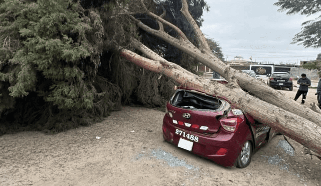 Los fuertes vientos de Paracas provocaron el desplome del árbol, dañando un vehículo en las inmediaciones del restaurante. Los fuertes vientos de Paracas provocaron el desplome del árbol, dañando un vehículo en las inmediaciones del restaurante.