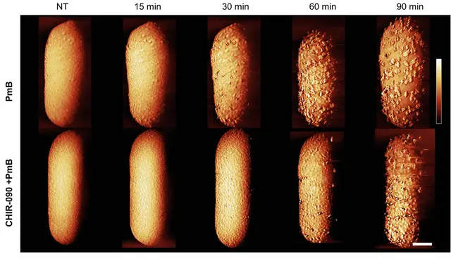 El paso a paso cómo la polimixina rompe la superficie protectora de la E. coli. Foto: Nature   