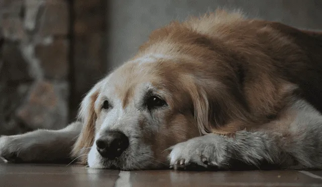 Learn how dogs show they’re near the end of life. Discover the emotional and physical signs dogs display before saying goodbye and how to provide comfort in their final moments. Photo: Hubpages