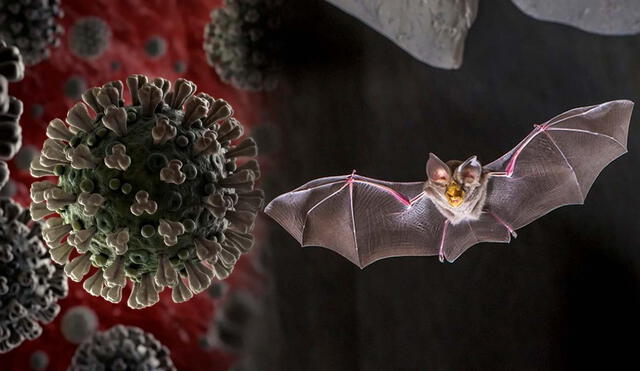A new bat coronavirus, HKU5-CoV-2, discovered by Chinese scientists, has the potential to infect humans through the same pathway as COVID-19, highlighting the importance of monitoring zoonotic viruses. Photo: LR composition/AFP A new bat coronavirus, HKU5-CoV-2, discovered by Chinese scientists, has the potential to infect humans through the same pathway as COVID-19, highlighting the importance of monitoring zoonotic viruses. Photo: LR composition/AFP