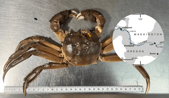 Chinese mitten crab spotted in the Pacific Northwest for the first time, raising concerns due to its invasive nature and potential environmental impact. Photo: GLR composition/ ODFW & ResearchGate