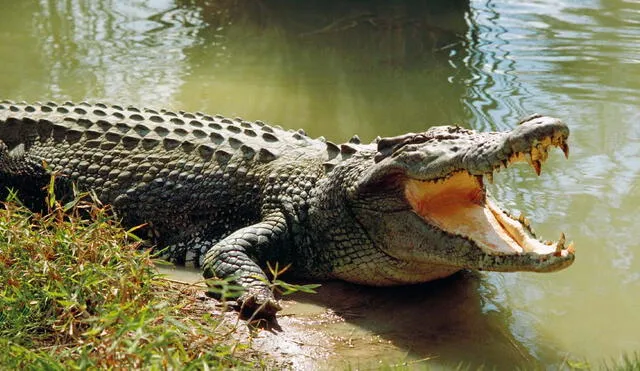 The incident in the Philippines highlights the dangers of interacting with wildlife in captivity. Photo: National Geographic. The incident in the Philippines highlights the dangers of interacting with wildlife in captivity. Photo: National Geographic.