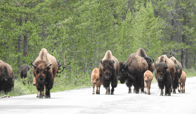 Yellowstone National Park: A Florida man was injured after getting too close to a bison, reminding visitors of the importance of wildlife safety. Photo: Buffalo Field Campaign Yellowstone National Park: A Florida man was injured after getting too close to a bison, reminding visitors of the importance of wildlife safety. Photo: Buffalo Field Campaign