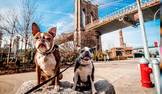 Suffolk County, New York, passed a groundbreaking law banning individuals convicted of animal abuse from owning pets again, closing a legal loophole and imposing penalties including jail time and fines. Photo: Freepik Suffolk County, New York, passed a groundbreaking law banning individuals convicted of animal abuse from owning pets again, closing a legal loophole and imposing penalties including jail time and fines. Photo: Freepik