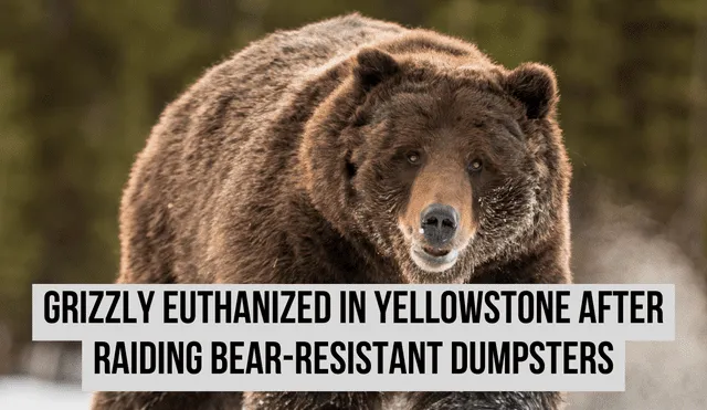 Yellowstone rangers euthanized an adult grizzly bear after it learned to overturn bear-resistant trash dumpsters to access food. Photo: GLR composition/ National Geographic