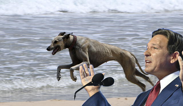 Ron DeSantins sings a new law against violent dog owners. Photo: GLR Composition / AFP News