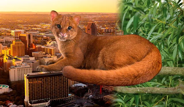 Jaguarundi sightings in Texas have sparked excitement and concern as residents report encounters with this elusive predator, once believed extinct in the region since 1986. Photo: GLR composition/Sartore/Freepik