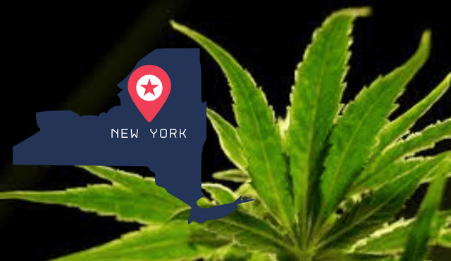 Multiple cannabis products have been recalled in New York due to pesticide contamination. Photo: GLR composition/ Yahoo! News Multiple cannabis products have been recalled in New York due to pesticide contamination. Photo: GLR composition/ Yahoo! News