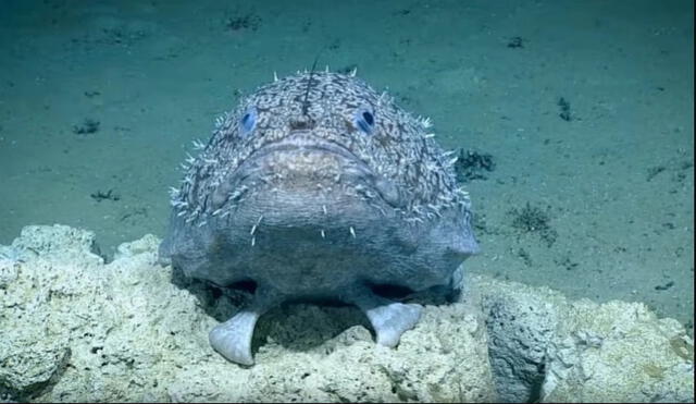 Hallan “pez más feo del planeta”: usa sus aletas para caminar y hace parasitismo sexual [VIDEO] 