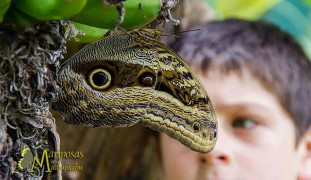 El Mariposario de Aguas Calientes funciona también como centro de investigación. Foto: TripAdvisor.