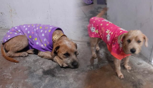 "Rescate y cuidados veterinarios de Karim y Darlin. Foto: difusión "Rescate y cuidados veterinarios de Karim y Darlin. Foto: difusión