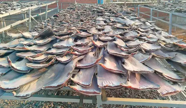 Con una precisión global del 92%, el algoritmo identifica productos como aletas de tiburón y caballitos de mar. Con una precisión global del 92%, el algoritmo identifica productos como aletas de tiburón y caballitos de mar.