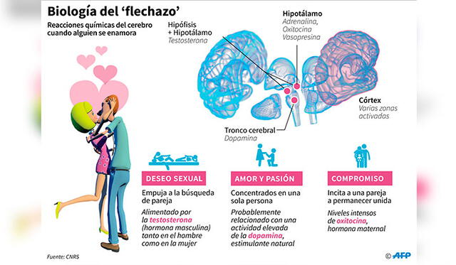 Así se da el enamoramiento en el cerebro. Crédito: AFP.