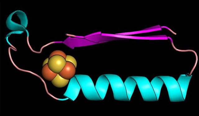 Un pliegue (forma) que pudo haber sido una de las primeras proteínas en la evolución del metabolismo. Crédito: Universidad de Rutgers.