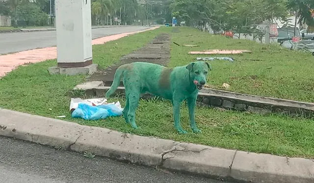 Las imágenes de perro pintado de verde fueron difundidas en Facebook.